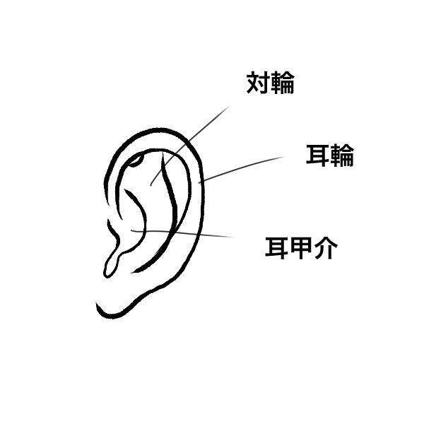 耳の部位の名前